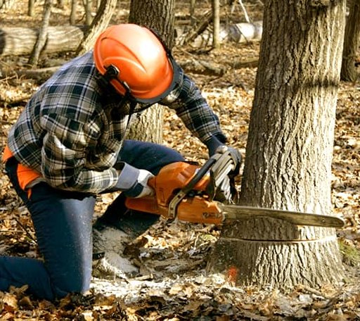 Tree Removal in Owls Head, NY